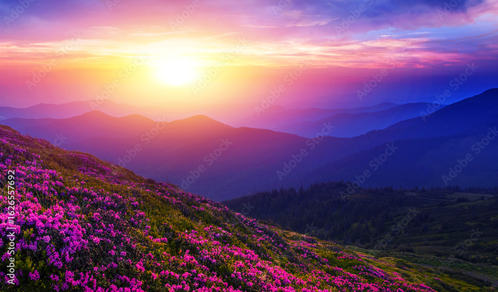 Naklejka premium blooming red pink rhododendrons flowers in the mountains, Carpathian mountains, border Ukraine - Romania, Transcarpathian, near Rahiv, Europe....exclusive - this image is sell only on Adobe stock