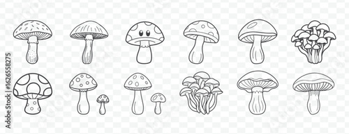 Detailed Line Drawing Collection of Various Mushrooms for Natural Artistic Illustrations and Creative Design