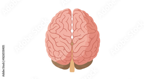 Anatomical Brain Illustration: Top View of Cerebral Hemispheres and Brainstem