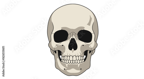 Detailed Anatomical Illustration of a Human Skull, Frontal View.