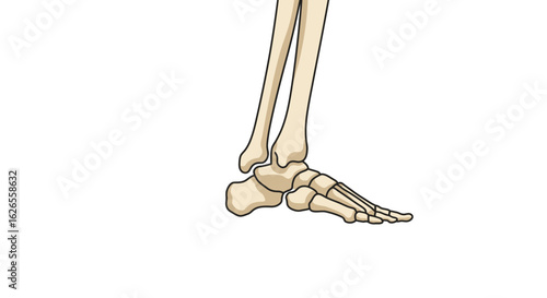 Detailed Anatomical Illustration of Human Foot and Lower Leg Bones