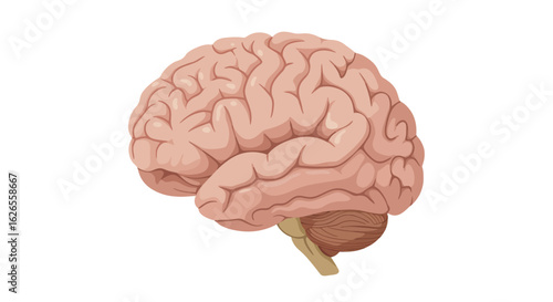 Detailed Anatomical Illustration of a Human Brain, Side View, Isolated.
