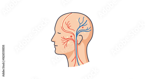 Human head profile with visible blood vessels and arteries illustration