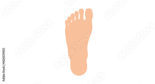 Simplified Anatomical Illustration of a Human Foot Sole