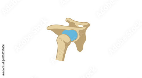 Simplified Anatomical Illustration of the Human Shoulder Joint