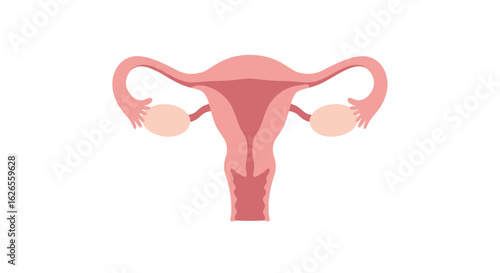 Simplified Anatomical Illustration of the Female Reproductive System