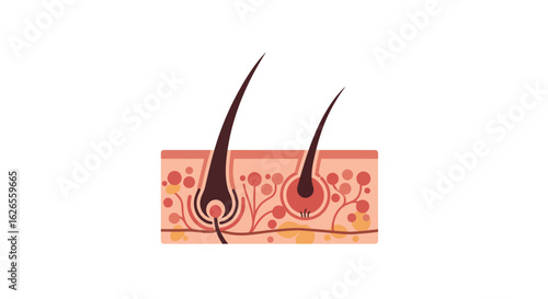 Simplified Illustration of Hair Follicles in Skin Cross-Section
