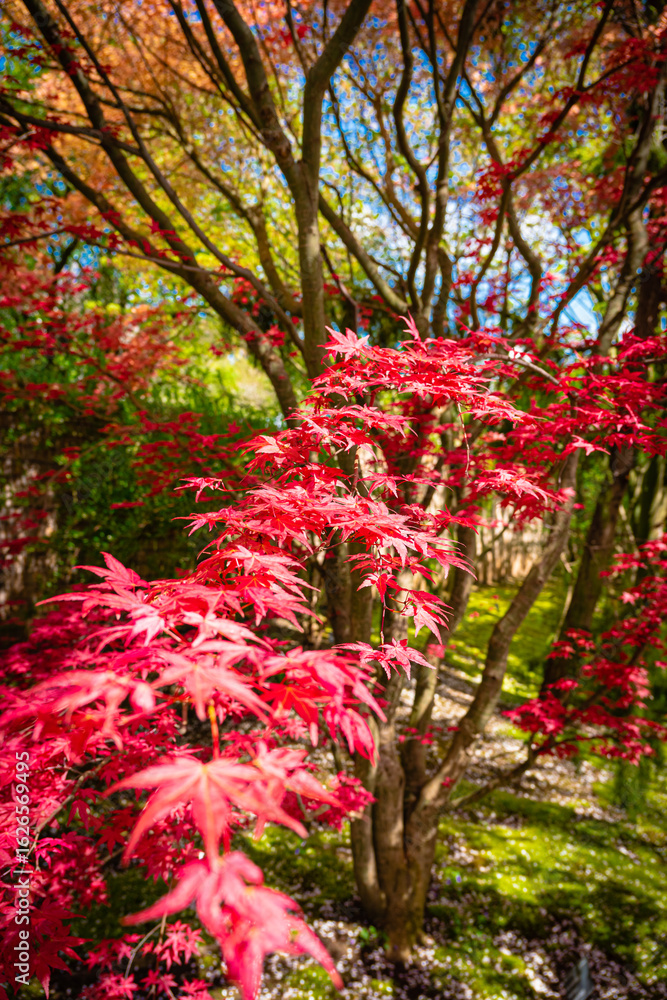 Naklejka premium red maple tree in autumn