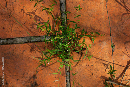 Foto A green weed growing through the crack of a brick patio