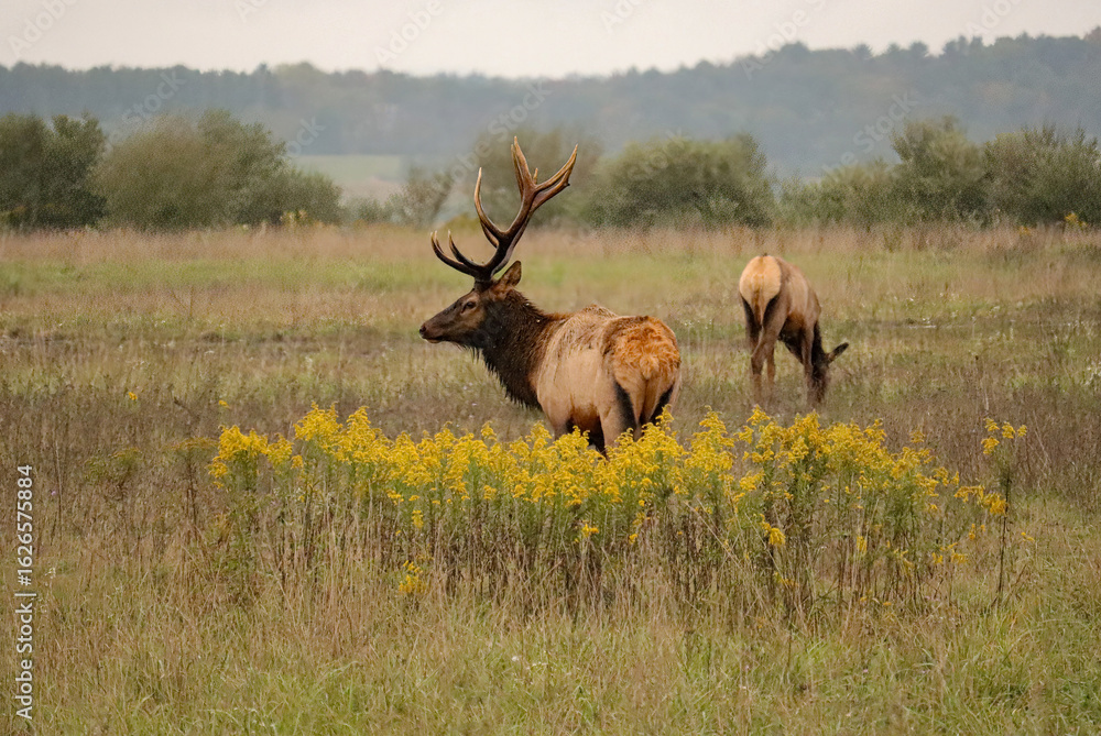 Naklejka premium Regal Majestic Elk Bull Powerful Pose Benezette PA Pennsylvania Goldenrod Monarch Royal Imperial Rut