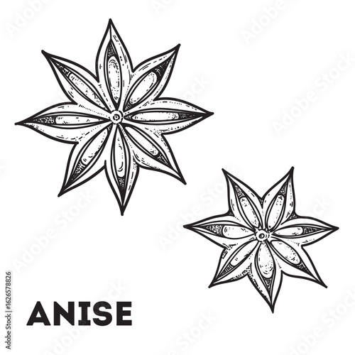 Star anise spice sketch. Hand drawn vector illustration. Kitchen spice.