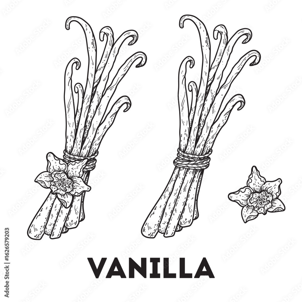 Naklejka premium Vanilla sketch. Hand drawn vector illustration.