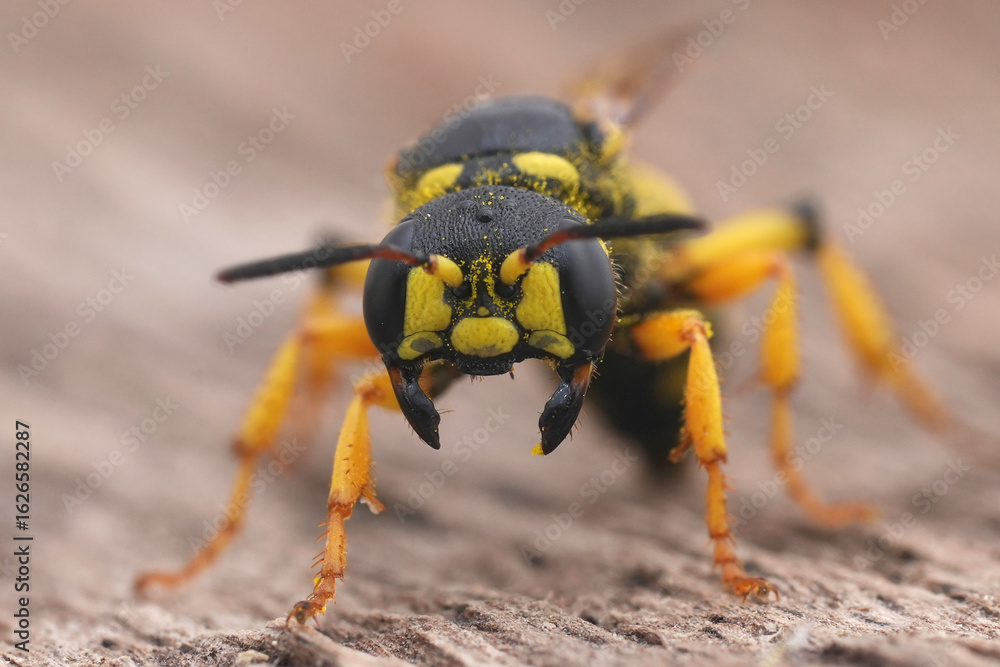 Fototapeta premium Closeup on a threatening colorful Sand Tailed Digger Wasp Cerceris arenaria on wood