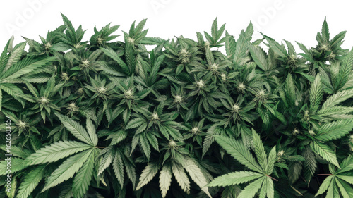 Close-Up of Marijuana Plant with Green Leaves Isolated on White Background