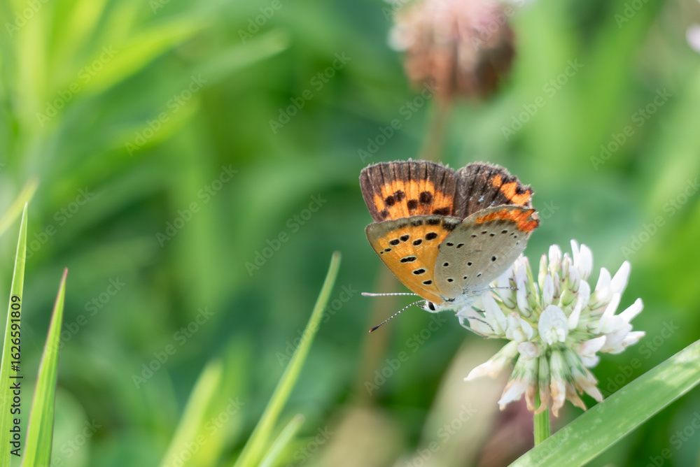 Fototapeta premium シロツメクサにとまるベニシジミ