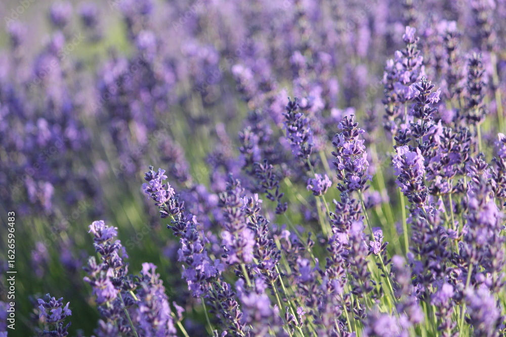 Obraz premium lavender field 