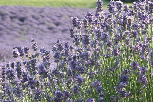lavender field 