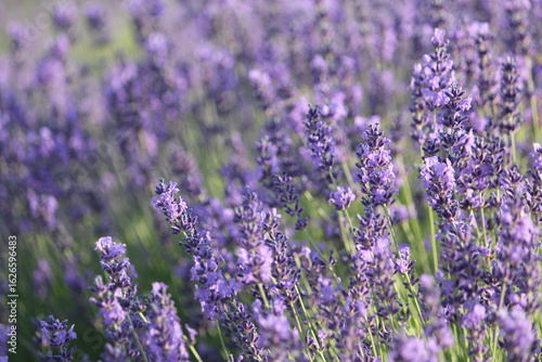 lavender field 