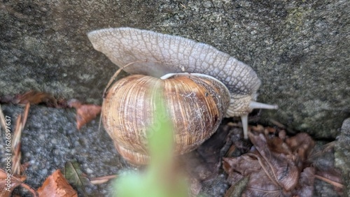 Weinbergschnecke