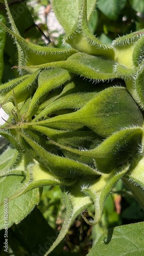 Sonnenblume