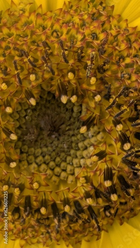 Sonnenblume