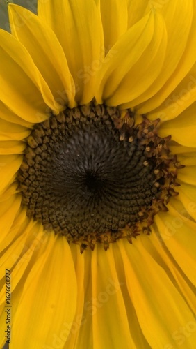 Sonnenblume