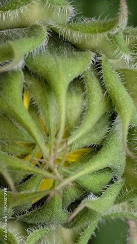 Sonnenblume