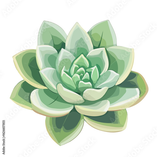 2D flat vector illustration of a Echeveria in icon style, isolated on white background