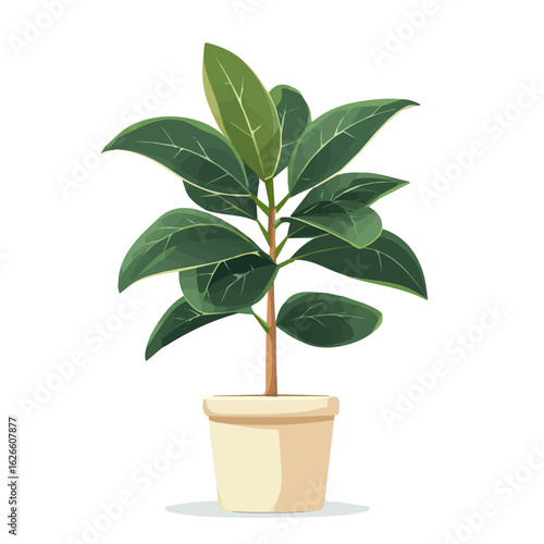 Flat 2D Ficus Elastica illustration, vector graphic in icon style, on white background