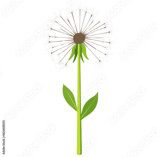 2D flat vector illustration of a Dandelion in icon style, isolated on white background