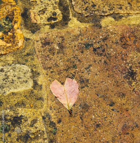 autumn leaves in water