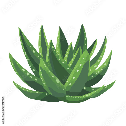 2D flat vector illustration of a Haworthia in icon style, isolated on white background