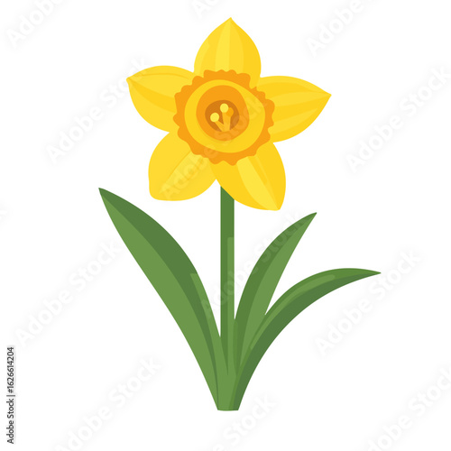 Minimal flat vector of a Daffodil, 2D icon-style illustration on white background