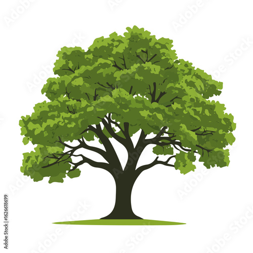 White Oak Tree, flat style 2D vector image, isolated on a white background