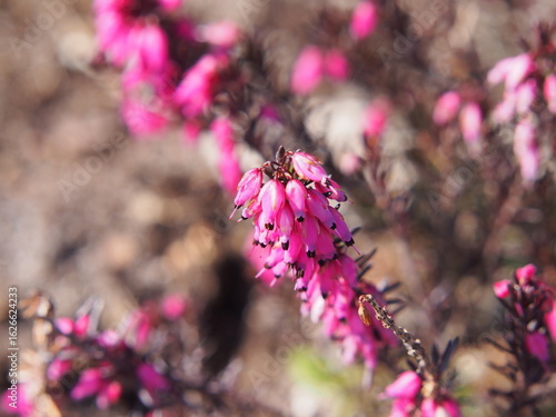 Pink spring flowers of Erica carnea 'Vivellii' in soft sunlight. Close-up of blooming winter heath in garden bed. Early spring floral macro with shallow depth of field and natural bokeh.