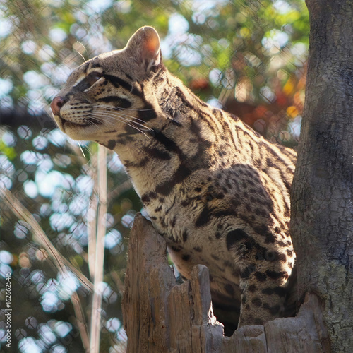 Wallpaper Mural Margay Cat on Tree Trunk Torontodigital.ca