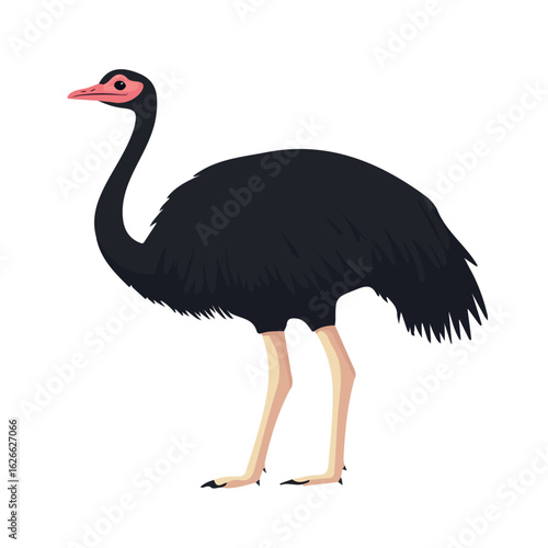 Minimal flat vector of a Ostrich, 2D icon-style illustration on white background