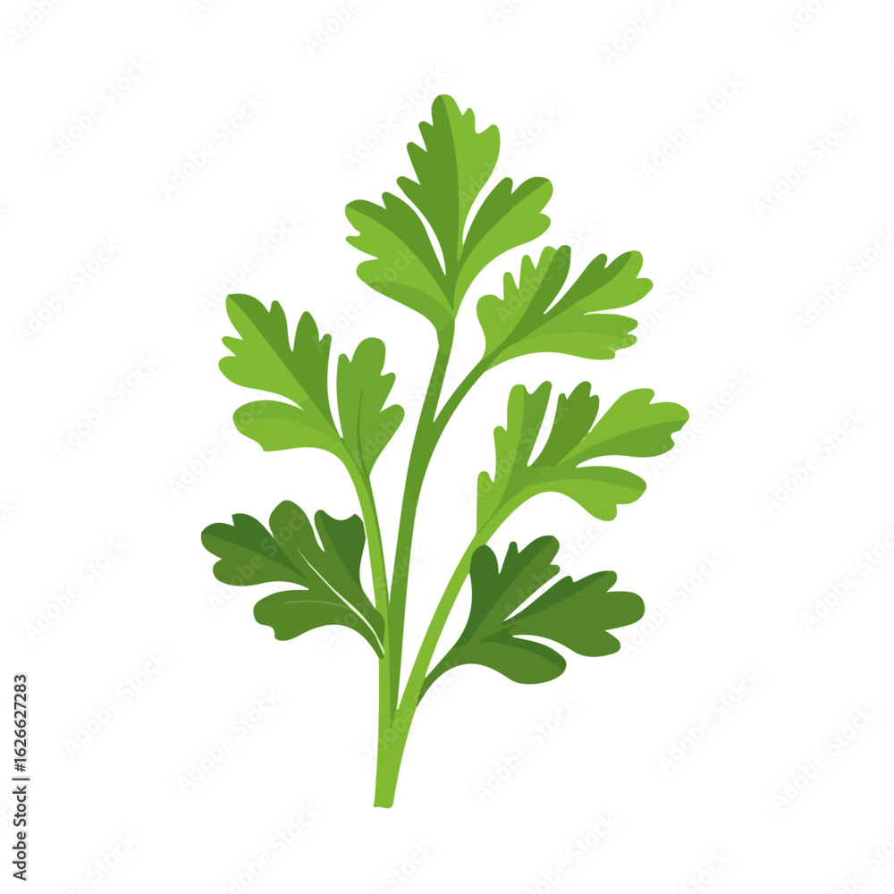 Naklejka premium Minimal flat vector of a Parsley, 2D icon-style illustration on white background