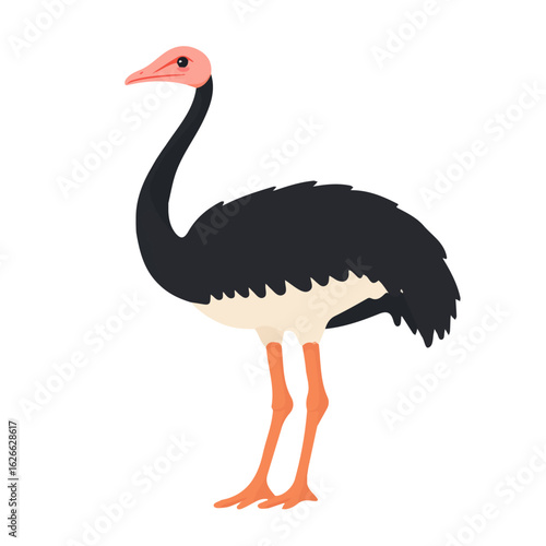 Ostrich, flat style 2D vector image, isolated on a white background