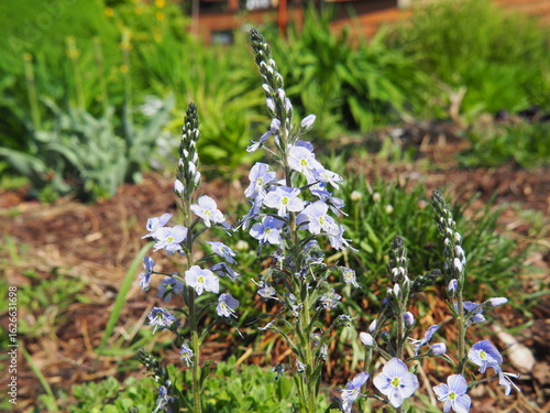 Veronica gentianoides in full bloom – light blue flowers of gentian speedwell in spring garden. Delicate blossoms on a green background, captured in natural sunlight. Poland.