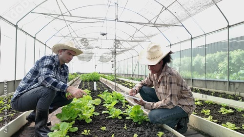 Gardener inspects and records quality of green lettuce in greenhouse cultivation. Horticulture farmer harvest healthy nutrition organic salad vegetables on hydroponic farm