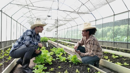 Gardener inspects and records quality of green lettuce in greenhouse cultivation. Horticulture farmer harvest healthy nutrition organic salad vegetables on hydroponic farm