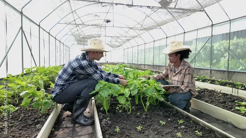 Gardener inspects and records quality of green lettuce in greenhouse cultivation. Horticulture farmer harvest healthy nutrition organic salad vegetables on hydroponic farm