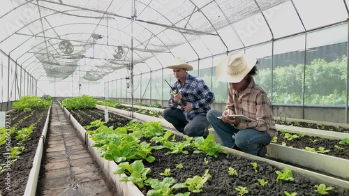 Gardener inspects and records quality of green lettuce in greenhouse cultivation. Horticulture farmer harvest healthy nutrition organic salad vegetables on hydroponic farm