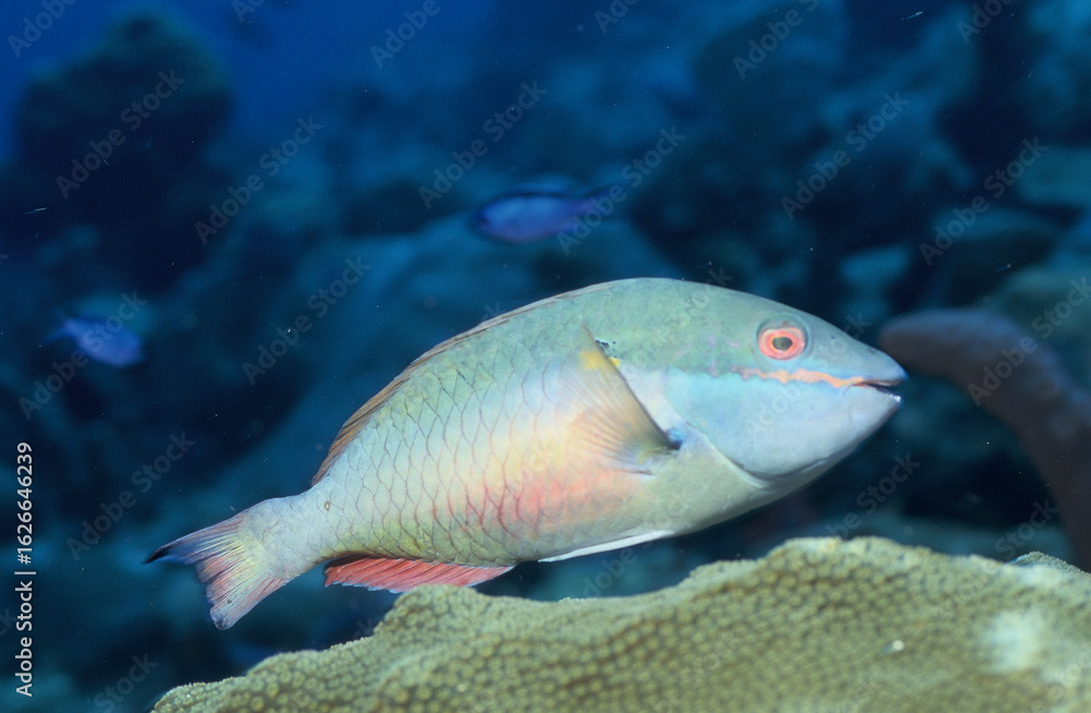 Naklejka premium Guyadeloupe-faune sous-marine