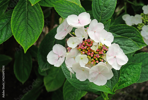 Blooming pale pink hydrangea