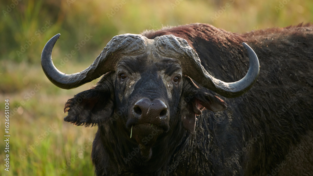 Naklejka premium African buffalo close-up in the wild