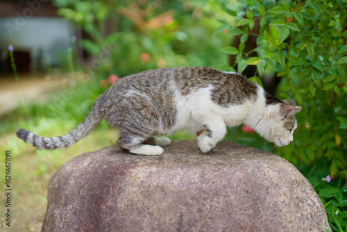 5月、リラックスする野良猫