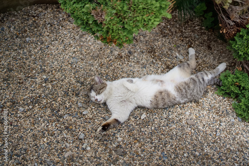 5月、リラックスする野良猫