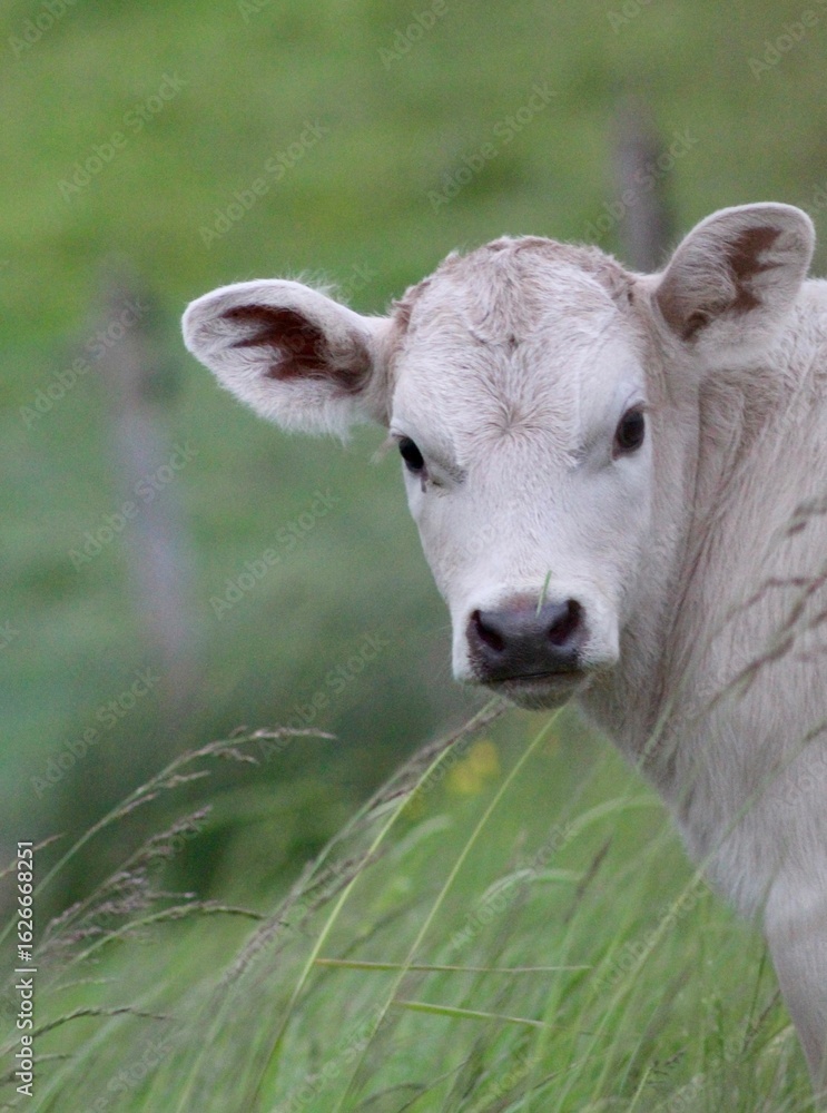 Obraz premium Curious White Calf Peeking Through Long Grass in Pasture